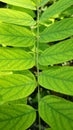 Black locust leaf close up