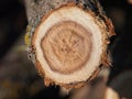 Black locust log, cross section Royalty Free Stock Photo