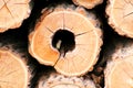Black locust logs Royalty Free Stock Photo