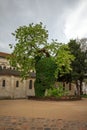 Black locust - the oldest tree in Paris, Square Rene Viviani.