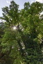 Black Locust with Sunbeam and Ivy Detail