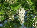 Black locust tree in bloom. Robinia pseudoacacia