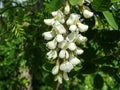 Black locust tree in bloom. Robinia pseudoacacia