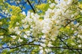 Black locust tree blooming in the spring. Robinia pseudoacacia white flowers. Generative AI
