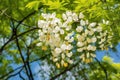 Black locust tree blooming in the spring. Robinia pseudoacacia white flowers. Generative AI