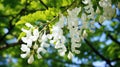 Black locust tree blooming in the spring. Robinia pseudoacacia white flowers. Generative AI