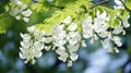 Black locust tree blooming in the spring. Robinia pseudoacacia white flowers. Generative AI