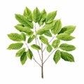 Realistic Green Tree Illustration On White Background