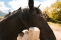 A black lonely horse stands on a paddock