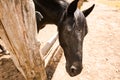 A black lonely horse stands on a paddock