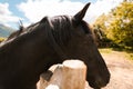 A black lonely horse stands on a paddock