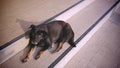 Black Lonely Sad Stray Dog Lying on Staircase Royalty Free Stock Photo