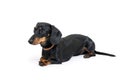 Black long dachshound dog Royalty Free Stock Photo