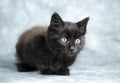 Black long hair kitten