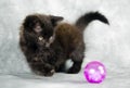 Black long hair kitten playing with pink ball