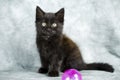 Black long hair kitten playing with pink ball