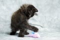 Black long hair kitten playing with pink mouse feather