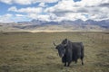 A black long haired Domestic Yak Bos grunniens, standing in the grassland of Tagong Royalty Free Stock Photo