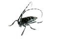 Black long-horned beetle on white