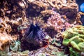 Black long spine urchin at coral reef. Diadema setosum is a species of long-spined sea urchin belonging to the family Diadematidae Royalty Free Stock Photo