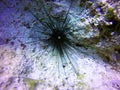 Black long spine urchin
