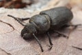Black longhorn beetle, spondylis buprestoides cowered in sawdust on pine bark Royalty Free Stock Photo