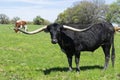 Black Longhorn bull with long curved horns