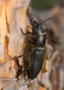 Black longicorn beetle, Spondylis buprestoides Royalty Free Stock Photo