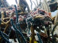 Black longsnout seahorse on the shipwreck of the Prince Albert in the Carribbean Sea, Roatan, Bay Islands, Honduras Royalty Free Stock Photo