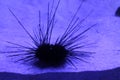 Black longspine sea urchin Royalty Free Stock Photo
