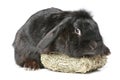 Black lop-eared rabbit