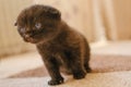 Black lopeared kitten with blue eyes in a room. domestic kitten.Pet. British shorthair black kitten.