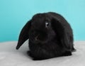 Black lopped earred baby bunny rabbit on blue background Royalty Free Stock Photo