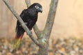 Black lory Royalty Free Stock Photo