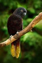 Black Lory, Chalcopsitta atra, Maluku Islands, New Guinea, Indonesia. Parrot in the nature habitat. Lory sitting on the tree branc Royalty Free Stock Photo