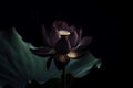 Black lotus flower in dark. Generate Ai