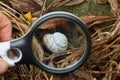 loupe magnifies a white snail in dry grass