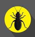 Black Louse Insect Royalty Free Stock Photo
