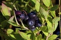 Black Lowbush Blueberry   814919 Royalty Free Stock Photo