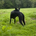 Black lurcher dog in field Royalty Free Stock Photo