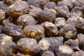 Black maca, a health medicine is sold in the New Year market.