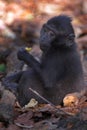 Black macaque