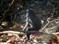 Black macaque, alone and think