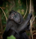 Black macaque, Sulawesi, Indonesia