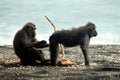 Black Macaques on the Shore
