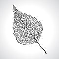 Black macro leaf of birch tree isolated Royalty Free Stock Photo