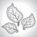 Black macro leaf natural isolated. Vector