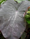 Black Magic Taro or Elephant Ear Plant Leaf with Dew Drops Royalty Free Stock Photo