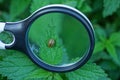 Black magnifier in the hand increases the colorado beetle Royalty Free Stock Photo