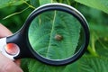 magnifier in the hand increases the colorado beetle on the green leaf of the plant Royalty Free Stock Photo